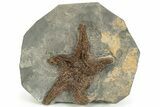 Ordovician Fossil Starfish - Morocco #233019-1
